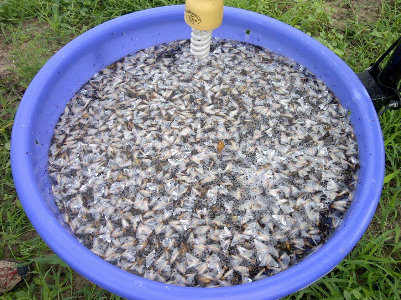 Arroz resultado 2 días