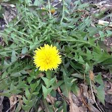 DANDELION HERB