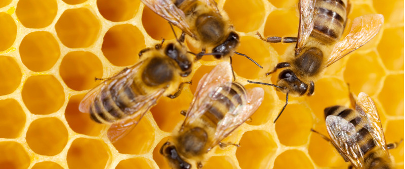 bees honeycomb prof magazine