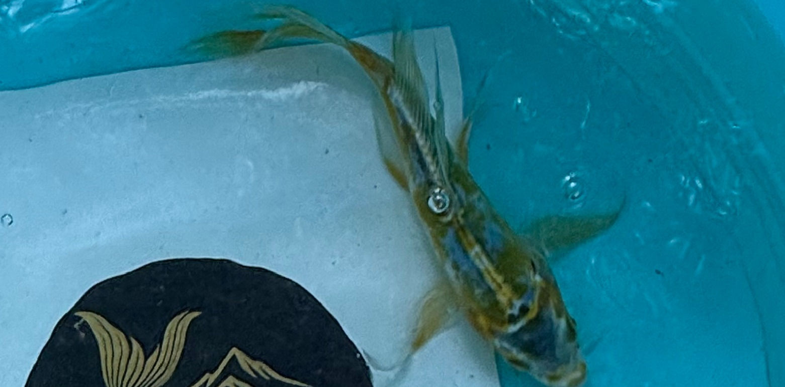 8''-10'' Premium Live Koi Fish Long Butterfly Fin