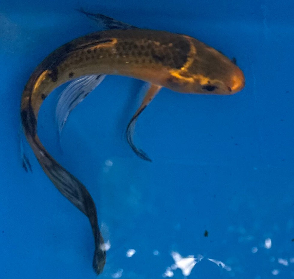 Thumbnail: 7''-8'' Premium Butterfly koi for sale online/Wasatch Koi Fish