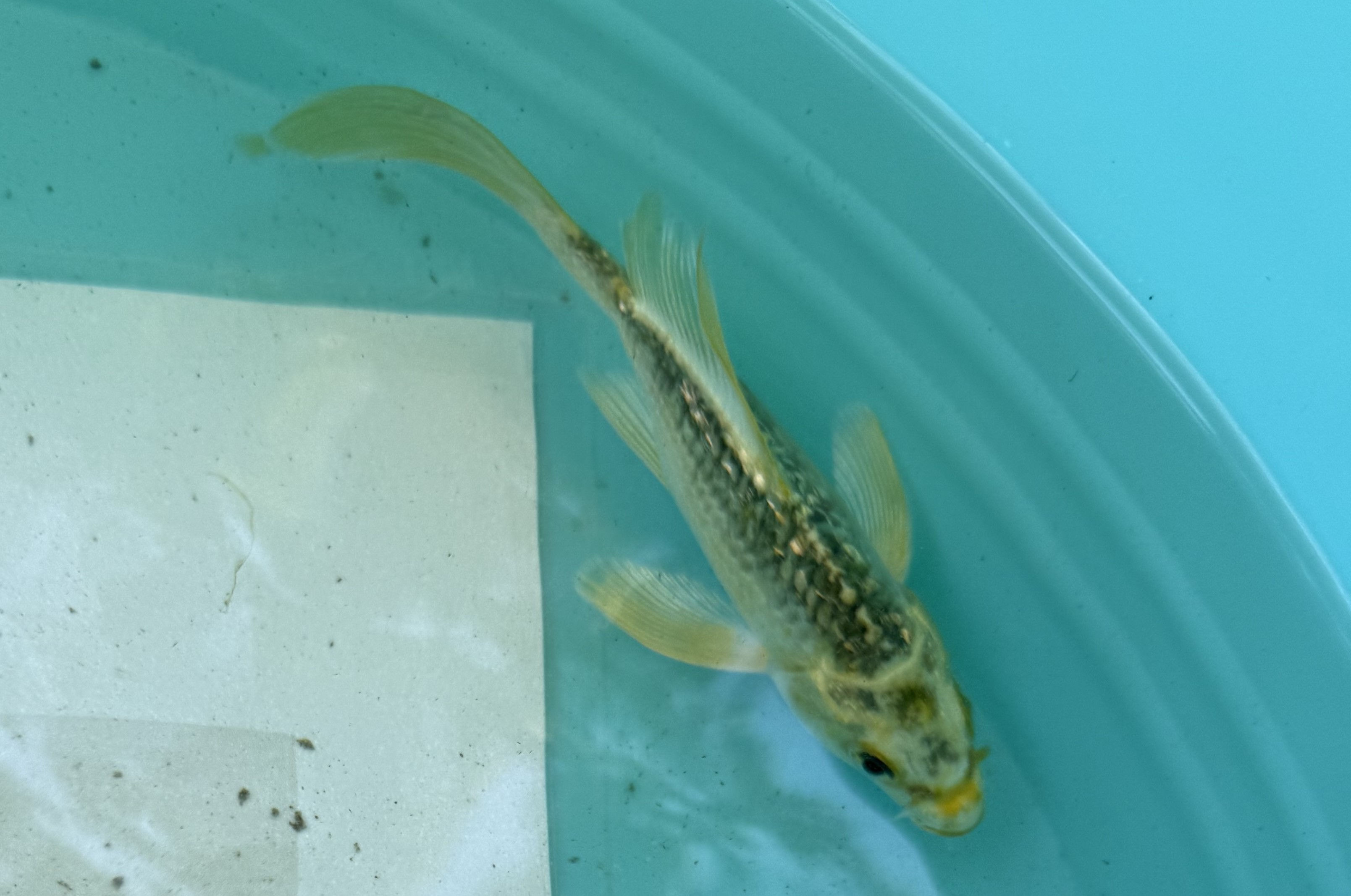 6'' Butterfly koi fish for sale / Salt Lake City Wasatch Koi Fish