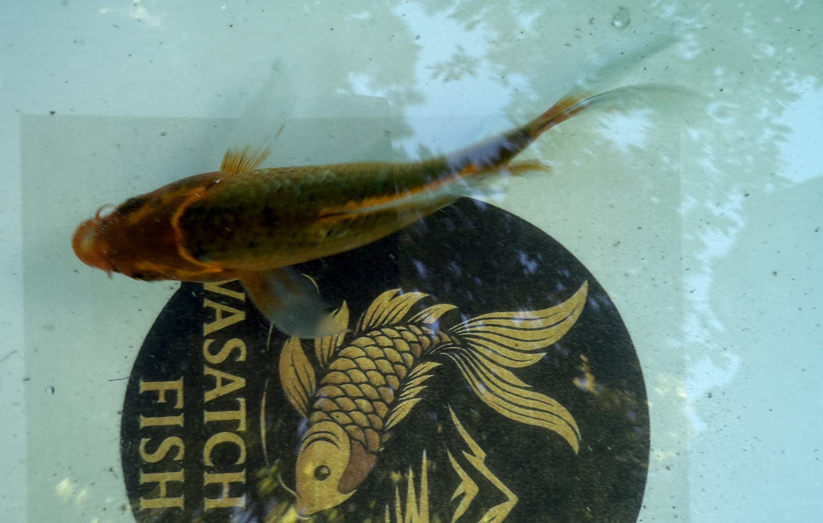 6'' Live Butterfly koi for sale online sale / Utah Wasatch Koi Fish