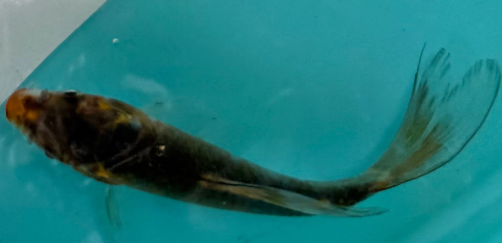 Thumbnail: 8''-10''Premium Butterfly koi for sale online/Wasatch Koi Fish