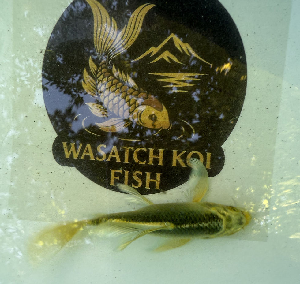 Thumbnail: 6'' Butterfly koi fish online sale / Salt Lake City Wasatch Koi Fish