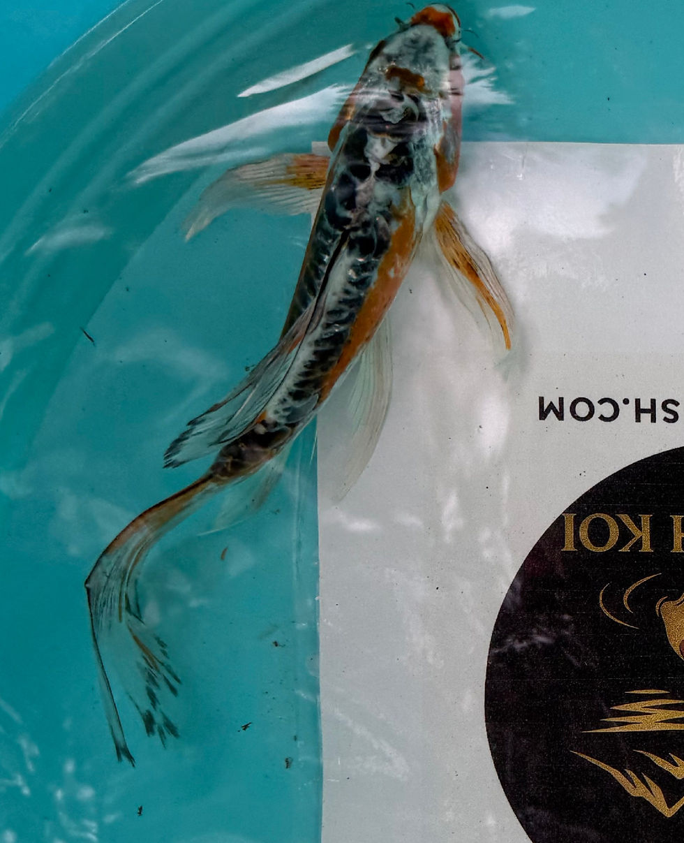 Thumbnail: 8''-10''Premium Butterfly koi for sale online/Wasatch Koi Fish