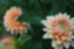 Peach and White Dahlia Pair