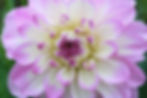 Lilac and White Decorative Dahlia