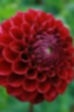 Burgundy Pompom Dahlia