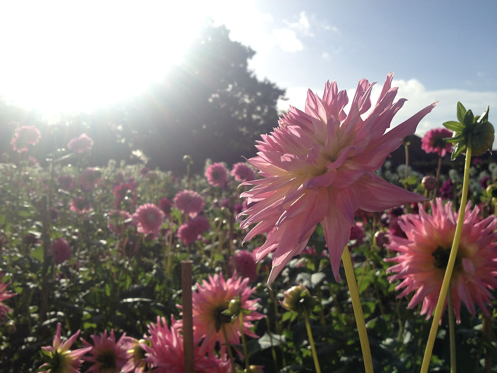 Pink and Yellow Cactus Dahlia