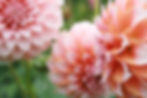 Peach and White Dahlias