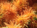 Orange Cactus Dahlias