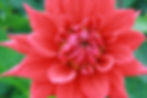 Red Semi-Cactus Dahlia