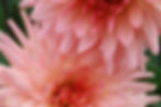 Salmon Pink Semi-Cactus Dahlias