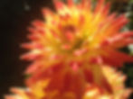 Yellow and Red Semi Cactus Dahlia