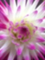 Pink and White Cactus Dahlia