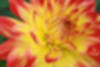 Yellow and Red Semi- Cactus Dahlia (Close Up)