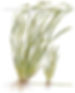 Vallisneria spiralis 'Tiger'