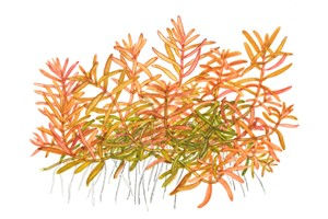 Rotala rotundifolia 'H'ra'