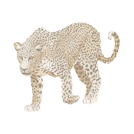 leopard_edited.png
