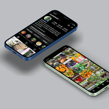 Social Media Campaigns & Content Design