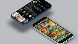 Social Media Campaigns & Content Design