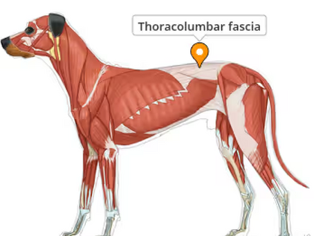 Fascia: What is it, and why does it matter? 