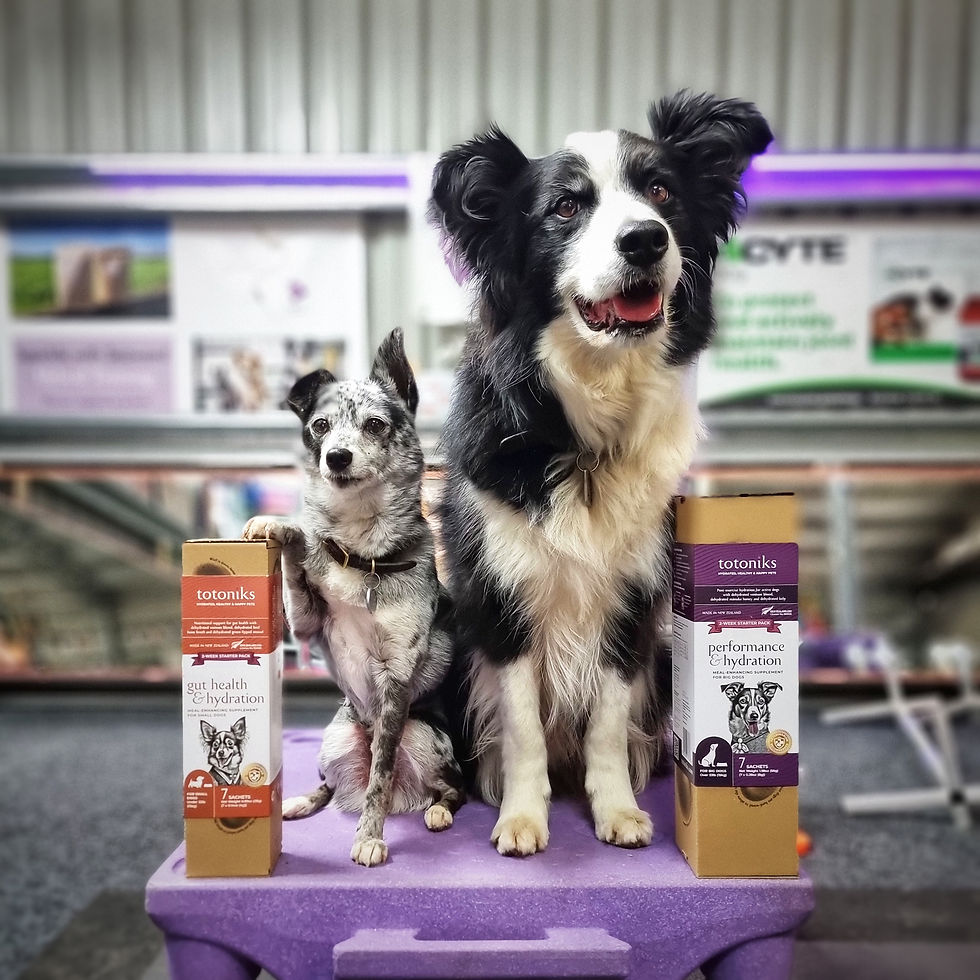 Thumbnail: Totoniks Refill Pack - Performance & Hydration – for small dogs under 33lb (15kg