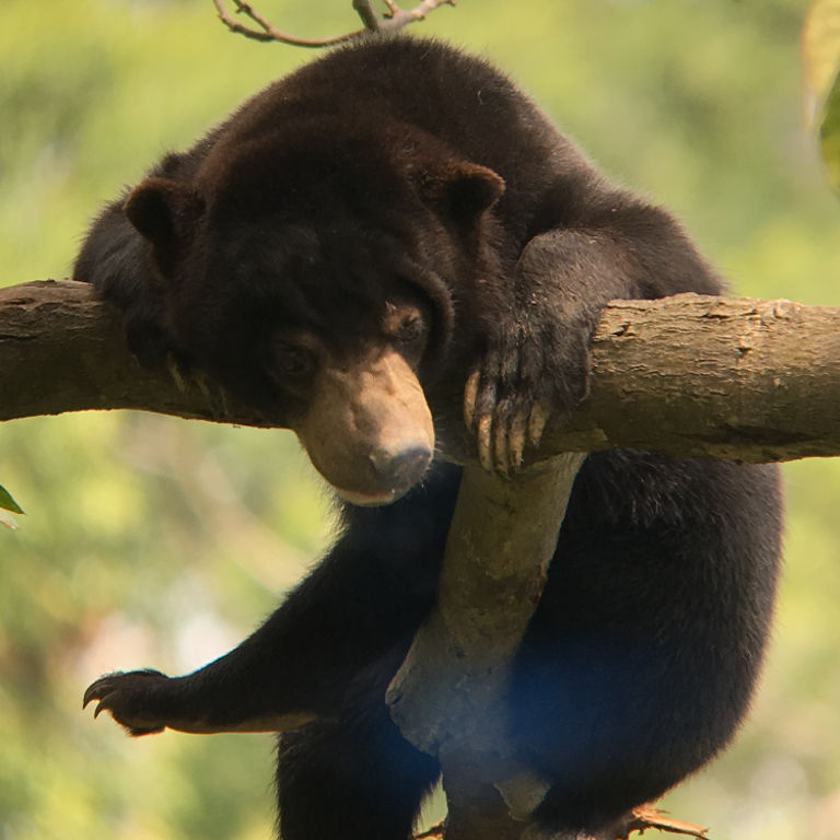 Thumbnail: Plant 25 trees for monkeys, elephants and bears in Borneo