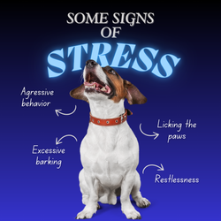 Dog Stress