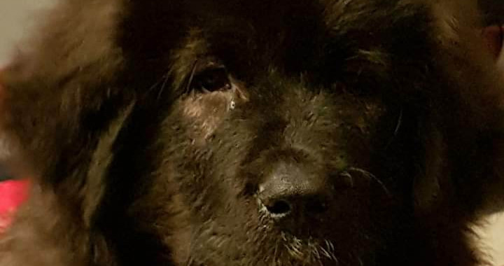 A Guardian Dog Named Bear 