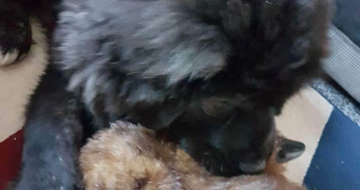 Russian Mountain Dog Puppy with his Favourite Toy 