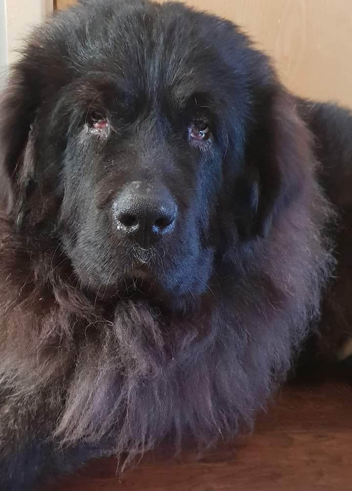 A Large Russian Mountain Dog 