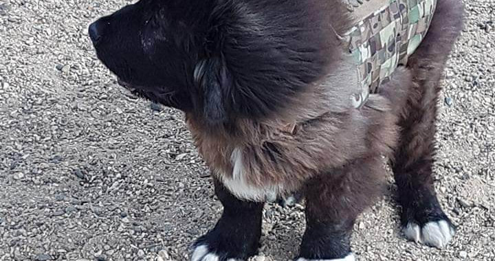 A Russian Mountain Dog Puppy 