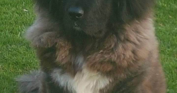 A Russian Mountain Dog 