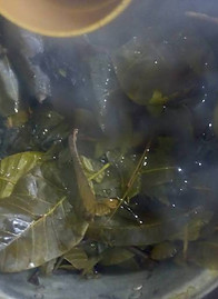 leaves.jpg