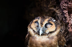 Faune