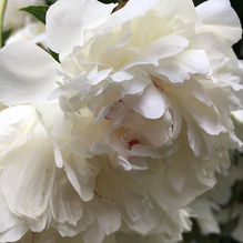 Minimalism, Actually