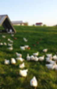 Chickens in pature at Good Hope Farmstead