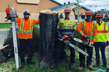 friendly tree_hedge trimming company_gallery