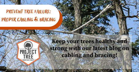 Strengthening Trees: How Cabling and Bracing Protect Your Trees
