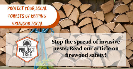 Why You Shouldn't Move Firewood: Protecting Our Forests