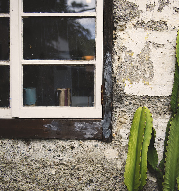 green-cactus-grown-front-old-concrete-wall-near-old-windows.jpg