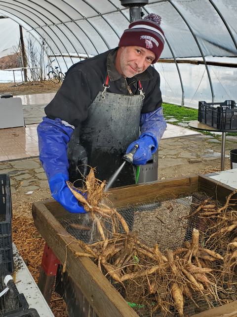 washing dahlia tubers
