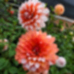 Thumbnail: A La Mode Dahlia Tuber