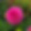 Thumbnail: Pink Sylvia Dahlia Tuber