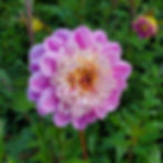 Take Off Dahlia Tuber