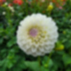 Andrea Lawson Dahlia Tuber
