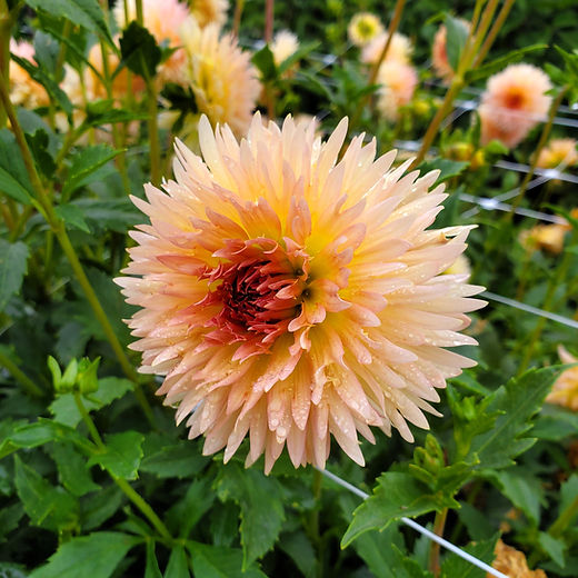 Lakeview Peach Fuzz Dahlia Tuber | Sunset View Farm Dahlias