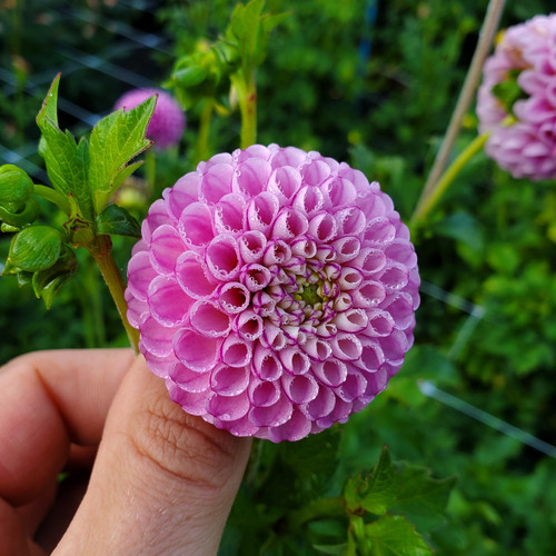 Zippity Do Da Dahlia Tuber | Sunset View Farm Dahlias